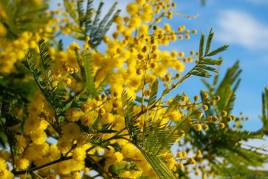 Mimosas light up winter in Saint-Aygulf