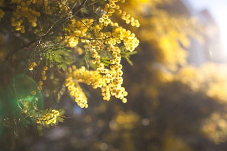 image Mimosas light up winter in Saint-Aygulf