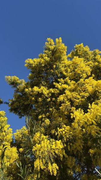 February in Saint-Aygulf: when winter takes on golden hues