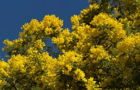 image February in Saint-Aygulf: when winter takes on golden hues