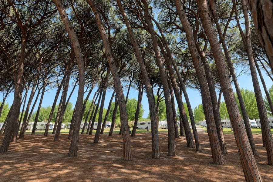 The pine forest is coming back to life